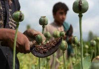 МИД: Россия поддерживает Кабул в борьбе с наркоугрозой