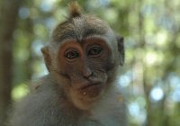 ВОЗ: вакцина от натуральной оспы может быть эффективна от оспы обезьян