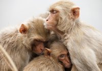 Вирусолог оценил вероятность пандемии оспы обезьян