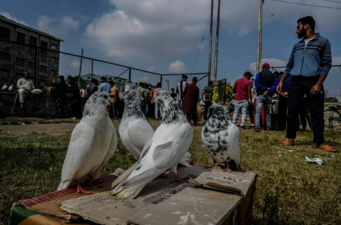 Голуби, выставленные на продажу на птичьем рынке (Фото: Mukhtar Khan/AP Photo).