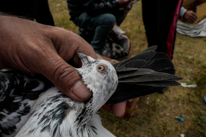 Покупатель проверяет голубя перед покупкой (Фото: [Mukhtar Khan/AP Photo).