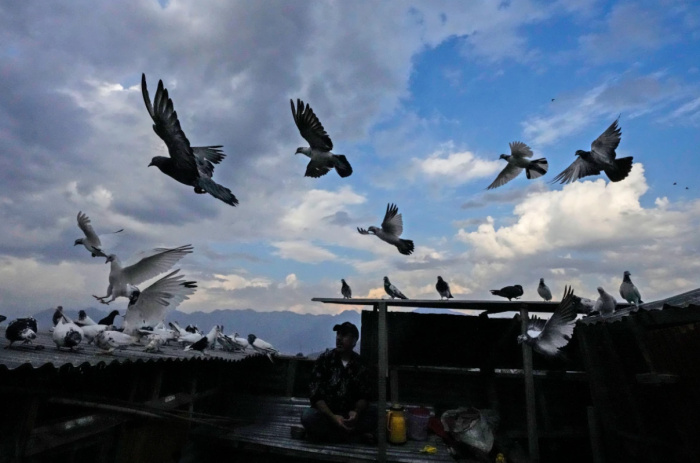 Голубятник кормит своих птиц на крыше. Кашмир (Фото: Mukhtar Khan/AP Photo).