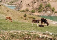 ОАЭ планируют увеличить поставки мяса из Дагестана