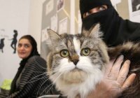 Пятизвездочный отель для кошек открыли в Саудовской Аравии