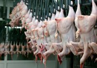 Ставропольский край впервые экспортировал мясо птицы в Бахрейн и Катар