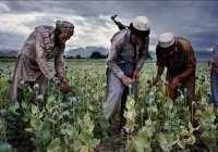 В МИД назвали причину роста наркотрафика из Афганистана