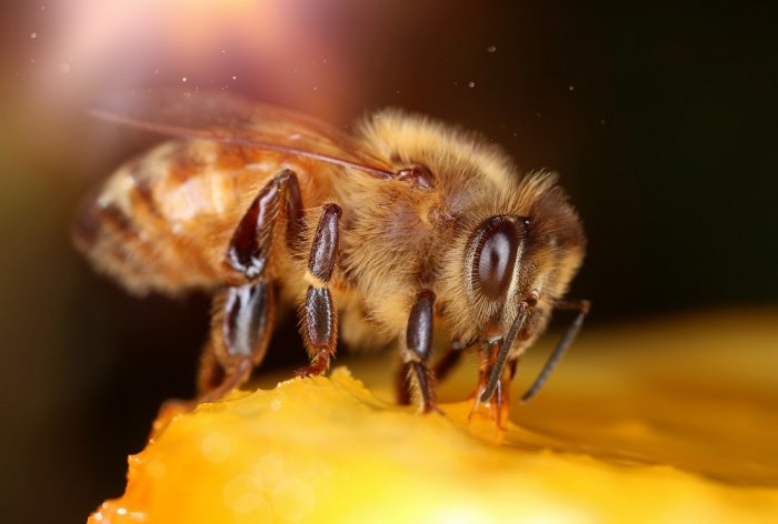 Пчела: крошечное создание − знамение величия Аллаха