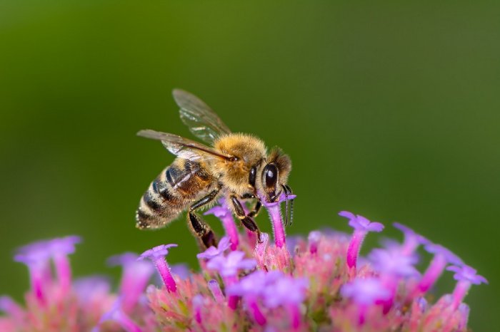 Пчела: крошечное создание − знамение величия Аллаха