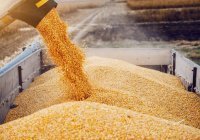 Пакистан готовится закупить пшеницу у России