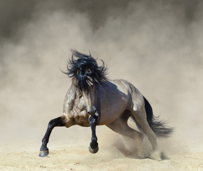 Лошадь: настоящее воплощение благородства и красоты на Земле (Фото)