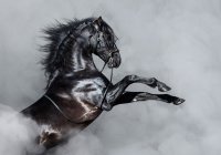 Лошадь: настоящее воплощение благородства и красоты на Земле (Фото)