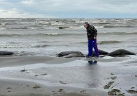 На побережье Дагестана обнаружили 2,5 тыс. мертвых тюленей