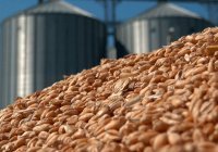 Пакистан закупит 450 тысяч тонн российской пшеницы