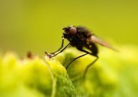 Удивительное рядом: тайны о мухах от Пророка ﷺ и откровения микробиологов