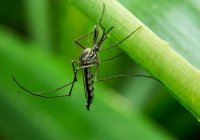 В Азии нашли комаров-мутантов, сверхустойчивых к инсектицидам