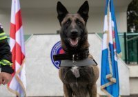 МВД Грузии наградило собаку, спасшую человека после землетрясения в Турции