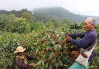 Индонезия намерена нарастить поставки кофе в Россию
