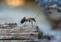 Тише шагов муравья: признаки скрытой показухи
