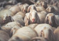 В Ингушетии малоимущим раздадут 5 тыс. овец для жертвоприношения в Курбан-байрам