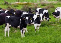 Должны ли все участники жертвоприношения коровы иметь единое намерение?