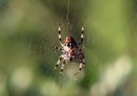 Коран и наука: для чего паук плетет паутину?