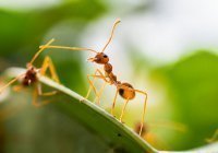 Притча о пророке Ильясе (а.с.) и благодарном муравье