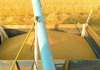 Россия начнет бесплатные поставки зерна в Африку в ближайшее время