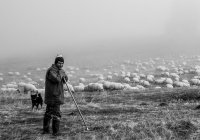История о пастухе: как научиться тому, чему нельзя научить?