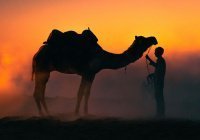 Верблюды: живой корабль пустыни с удивительными качествами (Фото)