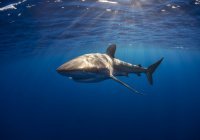 Египет принимает меры после обнаружения акулы на побережье Хургады