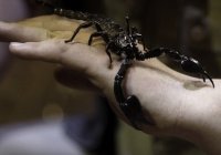 Поучительная история: «Скорпион делает то, что требует его природа»