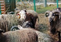 Татарстанцев призвали не покупать животных на Курбан-байрам за пределами республики
