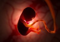 От капли до человека: знамения Корана об эмбриологии 