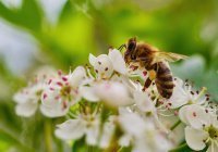 Удивительные создания: 10 интересных фактов о пчелах
