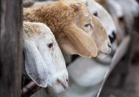 В Татарстане на Курбан-байрам планируют заколоть 13 тыс. жертвенных животных