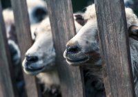 В Ингушетии по случаю Курбан-байрама снизят цены на скот
