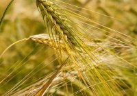 Татарстан отправил 5 тысяч тонн пшеницы в Египет
