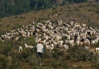 В Дагестане молния убила пастуха и 50 овец