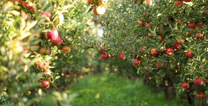 Фото: agrofruti/ shutterstock.com