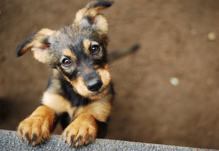 Фото: shutterstock.com. Автор: Monika Chodak. 