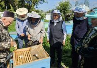 В казанском медресе шакирды показали опыт извлечения меда из ульев