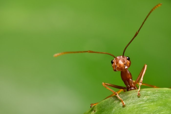 Фото: Maytee Laohamaytee/ shutterstock.com