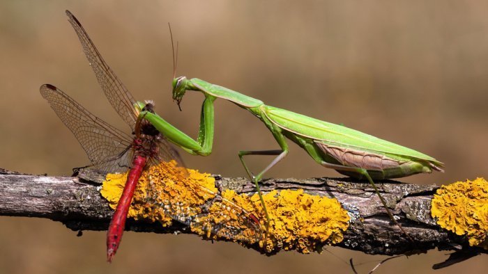 Фото: WildMedia/ shutterstock.com