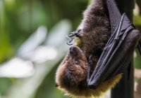 Чудеса сотворения: растения, говорящие с летучими мышами (Видео)