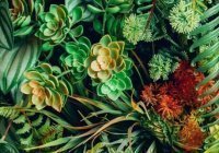 Чудеса сотворения: грибной «интернет» и скрытая жизнь растений (Видео) 