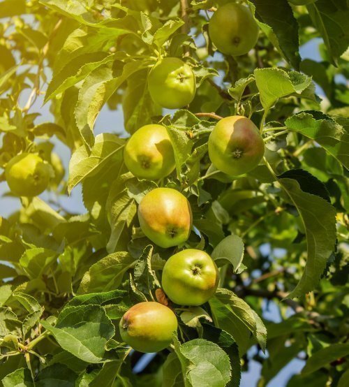 Фото: albinasol777 / elements.envato.com