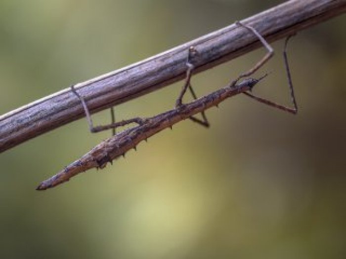 Фото: Автор CreativeNature_nl/ elements.envato.com Фото: Автор CreativeNature_nl/ elements.envato.com