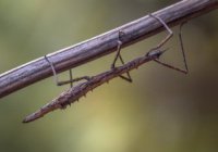 Великие маскировщики и чудеса сотворения от Всевышнего Аллаха