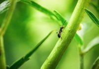 Встреча Сулеймана (а.с.) с муравьихой: смирение царя перед мудростью