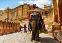 «Он знает тайное и явное»: притча о слоне в темноте